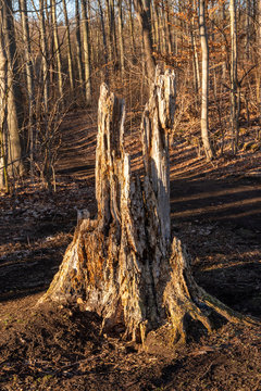 a tree in a wooded area