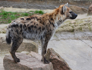 a spotted hyena looks for a prey