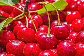 Crop of red ripe cherries in backlit, macro