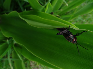 grillo negro