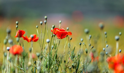 Coquelicots