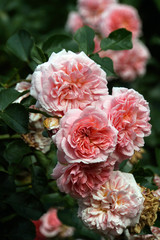 Blütenpracht einer Kletterrose