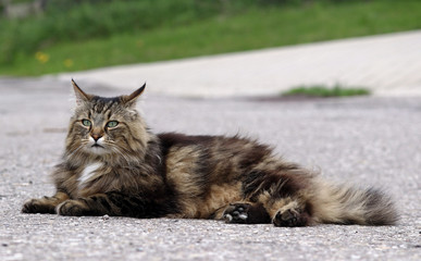 Eine Norwegische Waldkatze liegt auf einer Straße
