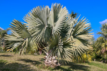 Palmier triangulaire