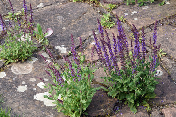 Hain-Salbei , Steppen-Salbei (Salvia nemorosa) - Hybride