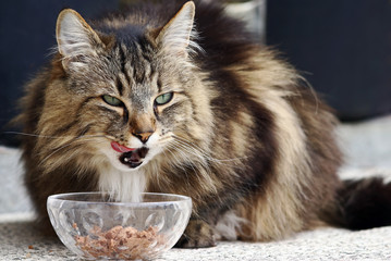 Eine Norwegische Waldkatze frisst genußvoll Katzenfutter aus einer Schale