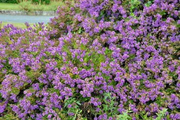 Obraz premium Fleurs de Bretagne