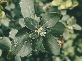  summer plant with raindrops on green leaves