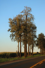 Obraz premium autumn in the park