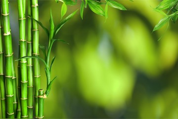 Many bamboo stalks  on background