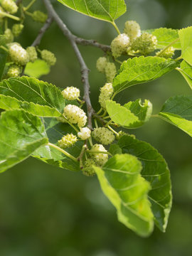 white mulberry detail of  fruits   and leaves in early summer