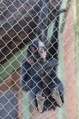 zoo walk nature monkey atarde