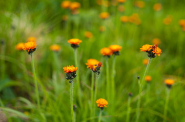 Beautiful flowers in the mountains landscape close up. Focused Wild Alpine flowers close-up on the background of green grass. Fresh Alpine flowers macro in summer.