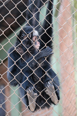 zoo walk nature monkey atarde