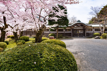 日本の神社に咲く桜