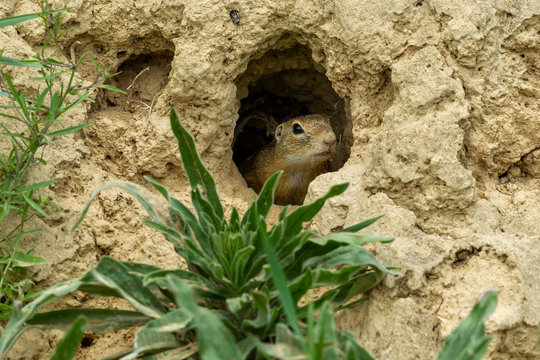 &Auml;ngstliches Ziesel im Sandh&ouml;hle