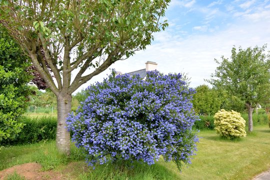 Fleurs de Bretagne
