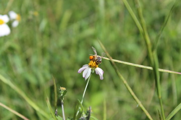 Honey bee on flower