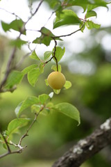 Japanese apricot fruits / It is mainiy used for Pickled plum and Plum wine.