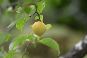 Japanese apricot fruits / It is mainiy used for Pickled plum and Plum wine.