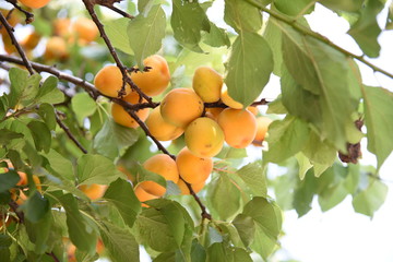 Japanese apricot fruits / It is mainiy used for Pickled plum and Plum wine.