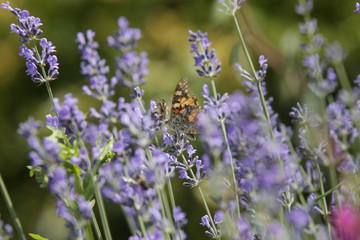 Butterfly on lavender, summertime in garden, candid outdoor photography
