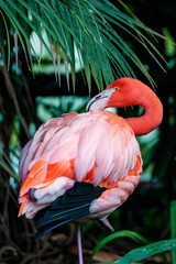 pink flamingo in zoo