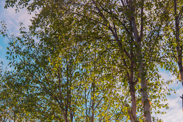 Birch