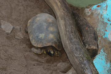 Fototapeta premium turtle on road