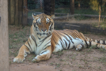 tiger in zoo