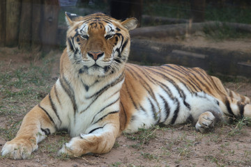 Naklejka na ściany i meble tiger in zoo