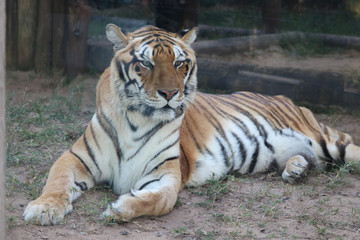 Fototapeta premium tiger in zoo