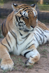 Fototapeta premium tiger in zoo