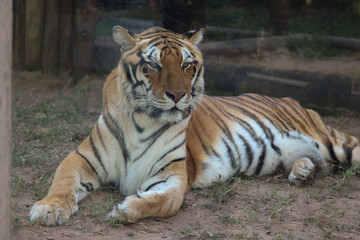 tiger in zoo