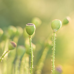 green buds of poppies on a green background