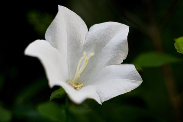 White flower, isolated, dark green background