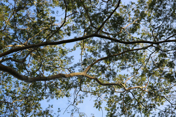 tree and sky