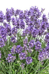 Obraz premium Lavender flowers bouquet Floral background