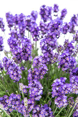 Obraz premium Lavender flowers bouquet Floral decoration