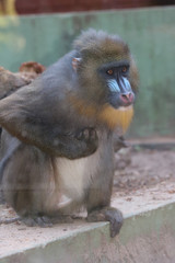 monkey at the zoo