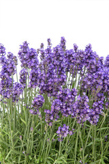 Lavender flowers bouquet Floral border background