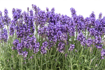 Lavender flowers bouquet Floral border white background