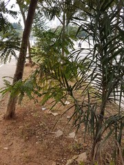 árvores e plantas em praça pública