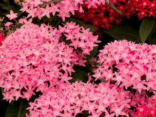 Manojo de flores de un jardin