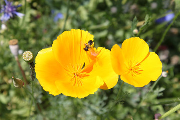 beautiful yellow flower escholzia with a bee collecting nectar on a background of green grass
