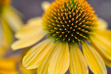 Macro Yellow Cornflower