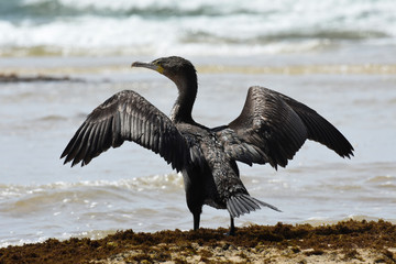 Cape Cormorant Bird With Wings Spread (Phalacrocorax capensis), Mossel Bay, South Africa