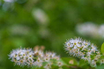 Towada Hachimantai National Park, Hachimantai