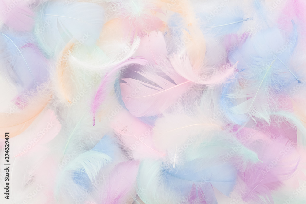Wall mural abstract nackground with soft colorfull feathers. flat lay