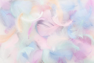 abstract nackground with soft colorfull feathers. Flat lay - obrazy, fototapety, plakaty
